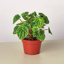 Image result for Peperomia molleri