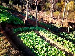 Throw the best backyard party. Agriscaping Homesteading Backyard Food Production Prepper Broadcasting Network