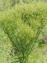 Image result for Conyza