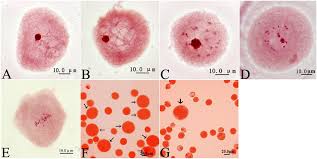 Colchicine is a medication used to treat gout and behçet's disease. Frontiers Effects Of Colchicine On Populus Canescens Ectexine Structure And 2n Pollen Production Plant Science