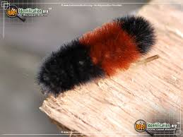 Black And Red Caterpillar Identification Banded Woollybear Caterpillar Moth Bug Information Insect Identification Wooly Bear Caterpillar Moth