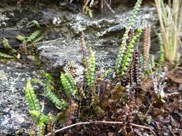 Image result for Grammitis