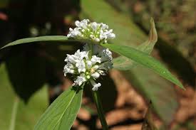 Image result for Mitracarpus