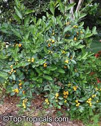 Image result for Solanum sp.no.2