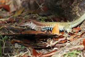 Image result for Aspidoglossum nyasae