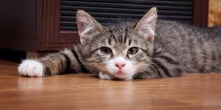 Persediaan obat kucing sakit ini bisa dibeli dengan mudah. 8 Penyebab Kucing Tidak Mau Makan Dan Cara Cepat Mengatasinya Merdeka Com