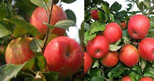 Care And Growing Honeycrisp Apples How To Grow Honeycrisp