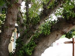 Image result for Ficus tremula
