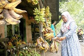 Misalnya ada pisang raja, pisang kepok, pisang putri, pisang emas, dan lain sebagainya. Penjual Pisang Laris Diserbu Pembeli