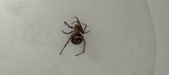 Buenas noches la encontré en el piso de mi casa Me podrian dar información  y saber si es de importancia medica, CDMX IZTAPALAPA