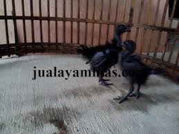 Ayam Cemani Walik Usia 1 Bulan