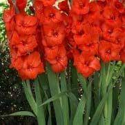 Jual bibit bunga & benih bunga online aneka produk bibit bunga dalam bentuk biji bunga, biasanya disebut benih bunga. Jual Bibit Bunga Bibit Tanaman Hias Bunga Kirim Seluruh Indonesia