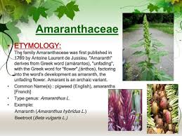 Image result for Amaranthaceae