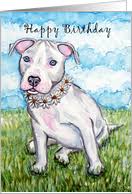 21 477 просмотров 21 тыс. Birthday Cards With Pit Bull Terriers From Greeting Card Universe