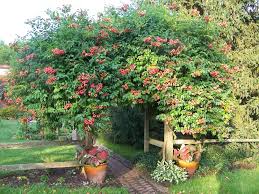 Flowering vines grow rapidly and add vibrant colors and in some cases, fragrance to a landscape. The All Things Plants Most Popular Vines And Climbers Evergreen Vines Zone 4 5 Garden Org