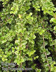 Image result for Malpighia coccigera