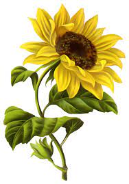 Free Free Sunflower Moving Flowers Clipart Gif SVG PNG EPS DXF File