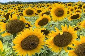 Facebook page opens in new window twitter page opens in new window instagram page opens in new window. A Guide To Northeastern Gardening This Month In The Garden Long Island Places Sunflowers And Childhood Dreams Come True