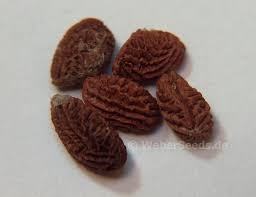 Image result for Tabernanthe