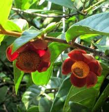 Image result for Uvaria tanzaniae