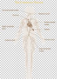 The Lymphatic System Manual Lymphatic Drainage Immune System