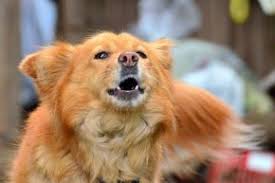 images?q=tbn:ANd9GcQX_E1GBUsdsdsSFVpyr_y