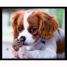 Free shipping on all orders over $35. Cavalier King Charles Spaniel Puppy Night Light Designs