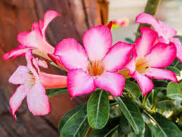 Die gärtnerischen berufsverbände in norddeutschland wählten die internationale gartenschau 2013 (igs) in hamburg für ihre zentrale präsentation der duftpelargonie 'lillibet'. Giftige Pflanzen Fur Katzen Hunde Die Du Als Tierbesitzer Kennen Solltest