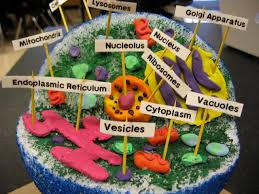 Plant cell clay model labeled. How To Make A Plant Cell Model With Clay