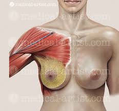 Human anatomy diagrams show internal organs, cells, systems, conditions, symptoms and sickness information and/or tips for healthy living. Medical Illustrations Of Female Breast Anatomy Human Reproductive Illustrations Anatomy Illustrations