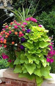 The Secret To Container Gardens In 2021 Container Gardening Flowers Flower Pots Outdoor Container Flowers