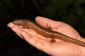 Image result for Steganotaenia hockii