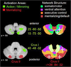 Gelagat zamani belakang pentas gv6 minggu suku akhir. Consensus Paper Cerebellum And Social Cognition Springerlink