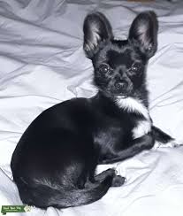 Check spelling or type a new query. Stud Dog Black And White Short Hair Full Chihuahua Breed Your Dog