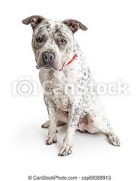 The first symptom of this is hair loss on the tail, the back legs, and chest. White Pit Bull Dog Black Spots Cute White Pit Bull Dog With Black Spots Sitting And Looking Forward At Camera Canstock