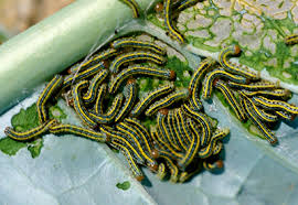 Black And White Striped Caterpillar With Yellow Belly Identifying And Managing Caterpillar Pests Of The Cabbage Family Msu Extension
