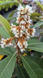 Image result for Eriobotrya