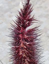 Image result for Cenchrus americanus