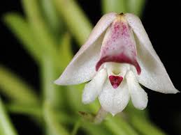 Image result for Polystachya vulcanica