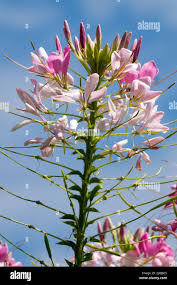 Image result for Cleome houtteana