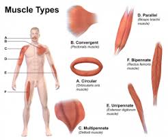 The muscular system consists of cells that contain protein. The Muscular System Human Nutrition