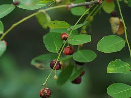 Image result for Phyllanthus reticulatus