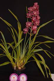 Cymbidium Cricket Flour Best Flower Wallpaper