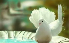 Black And White Pigeon Name Masakali Wild Animals Pictures Pigeon Pet Birds