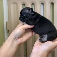 Black And Tan Merle Frenchie Compact Little Frenchie Boy Black And Tan With Bat Ears Frenchbulldogpuppy Frenchie French Bulldog Puppy Black And Tan Puppies