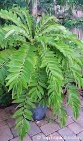Image result for Phyllanthus mendesii