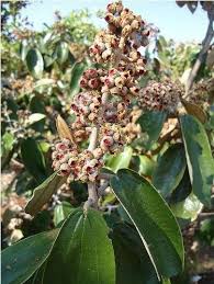 Para Que Serve O Remédio Canela De Velho Canela De Velho Para Que Serve Como Fazer O Cha Emagrece Https Www Saudeparavida Com Br Canela De Velho Para Que Serve Emagrece Herbalism Canela Plants