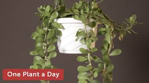 Image result for Kleinia