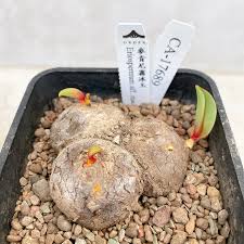 Image result for Eriospermum mackenii