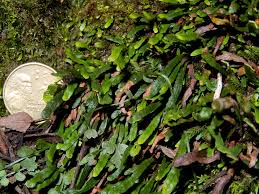 Image result for Gnidia stenophylla